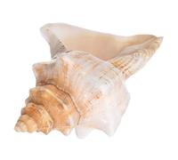 IMIKEYA Decoración De Conchas De Caracol Conchas Marinas Grandes para Relleno De Floreros Decoración De Acuarios Accesorios De Fotografía Playera para Fiestas Temáticas De Playa y Bodas