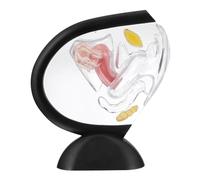 IMIKEYA Enseñanza Médica Herramienta Visual Detallada del Sistema Reproductor Femenino para Estudiantes y Profesionales de Salud