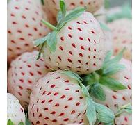 Imixcity 50 Semillas Raro Delicioso Fresa Frutas Jardín Granja Plantas Blanco