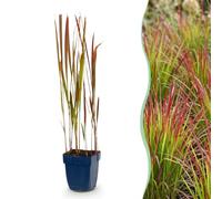 Imperata cylindrica Red Baron - Hierba de sangre japonesa - Estolones rojos - Rojo - 15-25cm - Ø11cm - Planta de jardín
