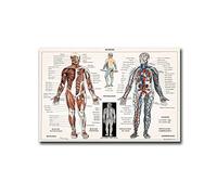Impresión de arte mural - Neurociencia humana - Sistema circulatorio - Anatomía - Diagrama médico vintage - Ilustración científica - Póster - Decoración de pared de cocina, comedor