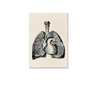 Impresión de arte pared médica anatomía humana, póster Vintage esqueleto muscular, impresión lienzo nórdico, pintura educativa, decoración moderna(Picture 6,20x25cm No Frame)