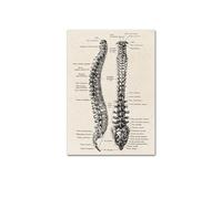 Impresión de arte pared médica anatomía humana, póster Vintage esqueleto muscular, impresión lienzo nórdico, pintura educativa, decoración moderna(Picture 3,25x35cm No Frame)