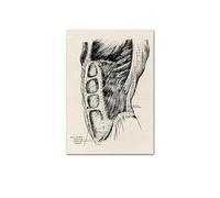 Impresión de arte pared médica anatomía humana, póster Vintage esqueleto muscular, impresión lienzo nórdico, pintura educativa, decoración moderna(Picture 1,30x40cm No Frame)