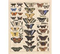 Impresión de Carteles Arte Elaborada Mariposa Insectos Mariposa Variedad Recogida Especie Mapa de Referencia Del Logotipo Música Pop Club de Clases Decoración de Paredes