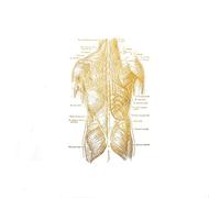 Impresión de terapia física anatomía del cuerpo humano - Regalo masaje Arte humana pared gimnasio Póster(2,20X25CM No Frame)