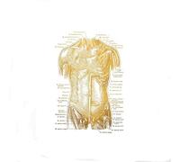 Impresión de terapia física anatomía del cuerpo humano - Regalo masaje Arte humana pared gimnasio Póster(1,20X25CM No Frame)
