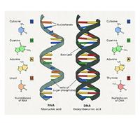 Impresión en lienzo de ADN y ARN humano, pósteres ciencia biología, arte pared, código genético, decoración química, pintura sin marco(30X45cm Unframed)