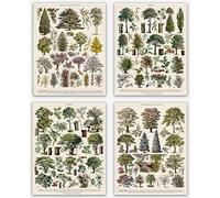Impresiones botánicas y arte de pared, póster vintage de árbol para estética y decoración del hogar, juego de 4 especies de árboles colgantes de pared y decoración de bosque, ilustración de arboreto