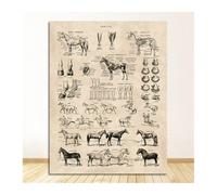 Impresiones de Arte la pared Decoración biología, ilustración caballo, póster Animal, pintura en lienzo, decoración oficina, cuadro anatomía francés Vintage(60x90cm No Frame)
