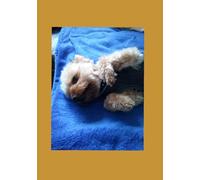 In Erinnerung an meine kleine Prinzessin