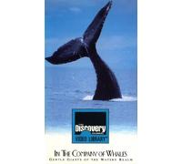 In the Company of Whales [VHS]
