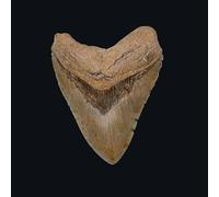 In The Night [Vinilo]