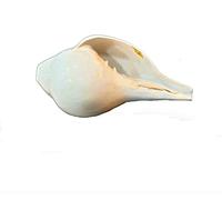 Indian Collectible - Shankh soplador natural indio con soporte de latón para Pooja Loud & Vamavarti (4.5 pulgadas), color blanco
