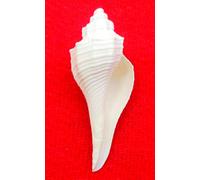 Indian Original Dakshinavarti Sea Shell para Pooja, blanco (3-4 pulgadas) por Indian Collectible
