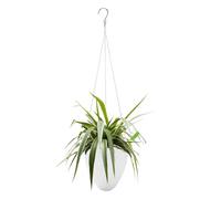 Indoor Plant Pots - Self Watering Container, Contemporary Holder with Suspension Feature for Wall Placement, Container for Window and Balcony Decoration & Internal Space Arrangement