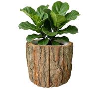 Indoor Planter - Árbol Stump Bark Waterproof, Decorative Flower Pot with Natural Wood-Look Finish, Durable Indoor Plant Pot, Home Living Room Bedroom Office Farmhouse Decor Planter, Apartment Garden