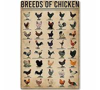 Infografías vintage de razas de pollos y aves de corral, póster educativo, cartel escolar, letrero de metal y aluminio, decoración de pared de 20 x 30 cm.