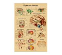 Inglés alemán francés español versión italiana anatomía el cartel de la estructura del cuerpo retro kraft doom habitante médico decoración pared(9,A3)