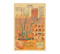 Inglés alemán francés español versión italiana anatomía el cartel de la estructura del cuerpo retro kraft doom habitante médico decoración pared(39,A4)
