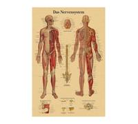 Inglés alemán francés español versión italiana anatomía el cartel de la estructura del cuerpo retro kraft doom habitante médico decoración pared(47,A3)