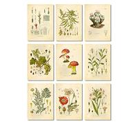 Ink Inc. - Juego de 9 impresiones artísticas de plantas alucinógenas psicoactivas, dibujos botánicos, juego de 9, 5 x 7 pulgadas, sin marco, canna oca, opio, amapola, tabaco, ajenjo, uvas, hongos