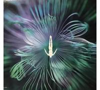 Innellea - Innellea - Five Phases - Reflected Wisdom