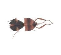 INOOMP Figurita Realista De Sombra De Muerta Escultura De para Decoración De Jardín y De Mantídeo para Aprendizaje Científico