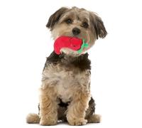 INOOMP Juguete para Perros de Felpa en Forma de Chile Rojo Sonido al Apretar, Adecuado para Masticar y Entretenimiento Interactivo de Mascotas Color Aleatorio