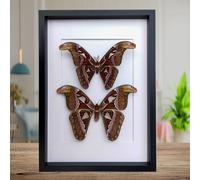 Insectrum Expositor enmarcado de polillas del Atlas, tamaño A3, par Attacus Atlas preservado, arte de pared de historia natural con puntas de ala de cabeza de serpiente
