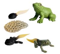 Insectss Life Cycle Figurines - Educational Biological Growth Stages, Realistic Hand-Painted Learning Models, Durable Odourlesss PP Plasticss Build, 4 TB 5 piezas Sets - For Kids 3 Years And Others