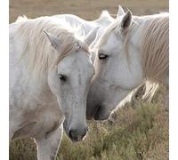 International Graphics - Cuadro terminado - Jorge, Llovet - ''We have some Secrets''- 30 x 30 cm - Impresión directa sobre vidrio acrílico