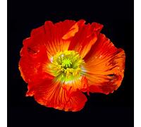 International Graphics - Cuadro terminado - Matthias, Weber - ''Papaver''- 30 x 30 cm - Impresión directa sobre vidrio acrílico