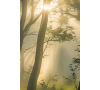 Into the Forest: A Nature-Inspired Lined Journal Notebook