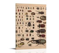 Introduction to Various Beetles Modern Home Kitchen Dormitory Kids Room Mural 24x36inch (60x90cm)