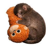 Introti 10 calcomanías de vinilo impermeables fáciles de pegar y lindo mono sosteniendo calcomanías de felpa divertidas para laptop, botella de agua, teléfono, decoración de habitación de coche