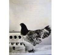 Inventario: Museo De Arte Carrillo Gil