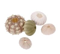 Ipetboom 5 Piezas Macetas Decorativas Naturales Erizo de Mar para Plantas de Aire Soporte Artesanal para Suculentas y Decoración Interior para Cactus y Espacios Pequeños