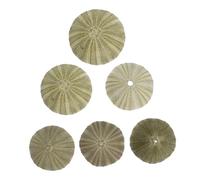 Ipetboom 6 Piezas Natural Sea Urchins Shells Decorativos para Colgar Plantas de Aire Soporte de para Manualidades Decoración para Bodas y Proyectos de Hogar