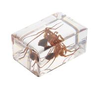 Ipetboom Especimen de Araña en Resina para Educación Científica Muestra Real de Insecto Transparente Adorno de Escritorio Atractivo para Biología Bachillerato y Ciencias Naturales
