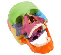 Ipetboom Modelo Anatómico de Cráneo Humano con Secciones Desmontables y Codificación Colores Herramienta Educativa para Estudiantes de Anatomía Réplica Realista para Estudio y Enseñanza