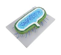 Ipetboom Modelo de Célula Nuclear Ampliado con Organelos Kit Didáctico para Enseñanza Biología Ayuda Interactiva para Estudiantes y Profesores Educación Científica