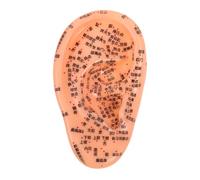 Ipetboom Parche de Masaje para Oídos Modelo de Acupuntura de Oído Humano Material de Exhibición para Aprendizaje de Puntos de Acupuntura Casa Simulación de Presión de Modelo Humano Auricula