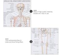 Ipetboom Póster Anatomía Humana Cartel Educativo Esqueleto Muscular para Aula Laboratorio Estudio Medicina