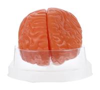 Ipetboom Sección Transversal Del Cerebro Exhibición Del Cerebro Humano Modelo Para Aula Médica Herramienta De Aprendizaje