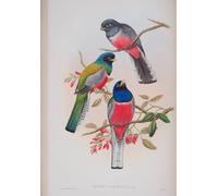 IPLUPJDY Imagen de Lienzo Modernos Cuadro Famosa Pintura Reproducción Animal Bird Trogon Variegatus Placa de las Aves de Gran Bretaña de John Gould para Decoraciones del Hogar 60x90cm