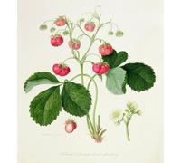 IPLUPJDY Imagen de Lienzo Modernos Cuadro Famosa Pintura Reproducción Wilmot's Cocks-comb Scarlet Strawberry de William Hooker para Decoraciones del Hogar 60x90cm