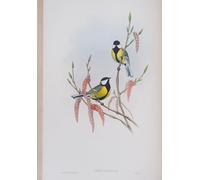 IPLUPJDY Pintura Mural Cuadro en Lienzo Lienzo Para Pared Animal Bird Parus Major Plate de Birds of Great Britain por John Gould para la Decoración del Hogar del Dormitorio 60x90cm