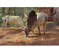 IPLUPJDY Vintage Lienzo Pintura Lienzo Impresión Pintura Clásicas Poster Ganado jorobado indio por After Wilhelm Kuhnert para la Decoración del Hogar del Dormitorio 60x90cm