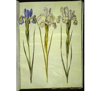 IPLUPJDY Vintage Lienzo Pintura Lienzo Impresión Pintura Clásicas Poster Iris latifolia de Hans Simon Holtzbecker para la Decoración del Hogar del Dormitorio 60x90cm